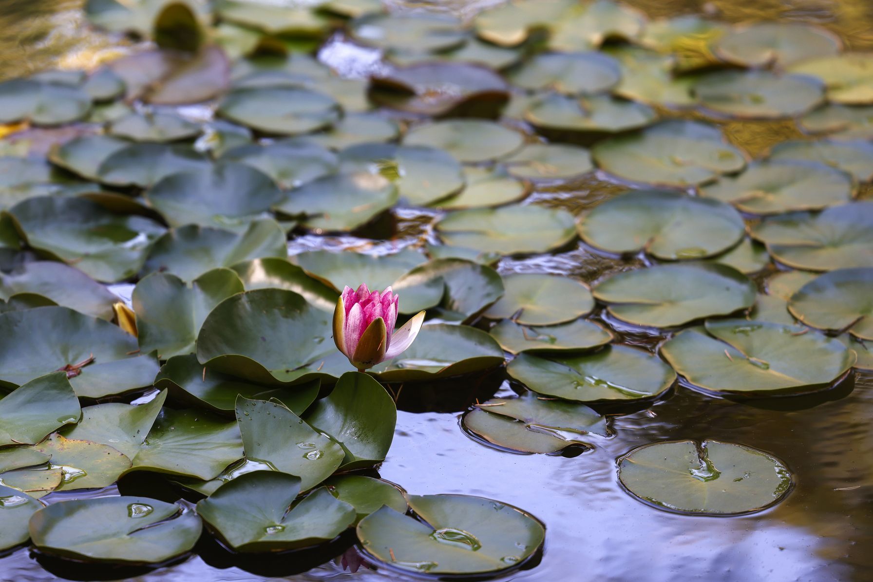 Burgerspittel im Viererfeld: Seerose im Teich