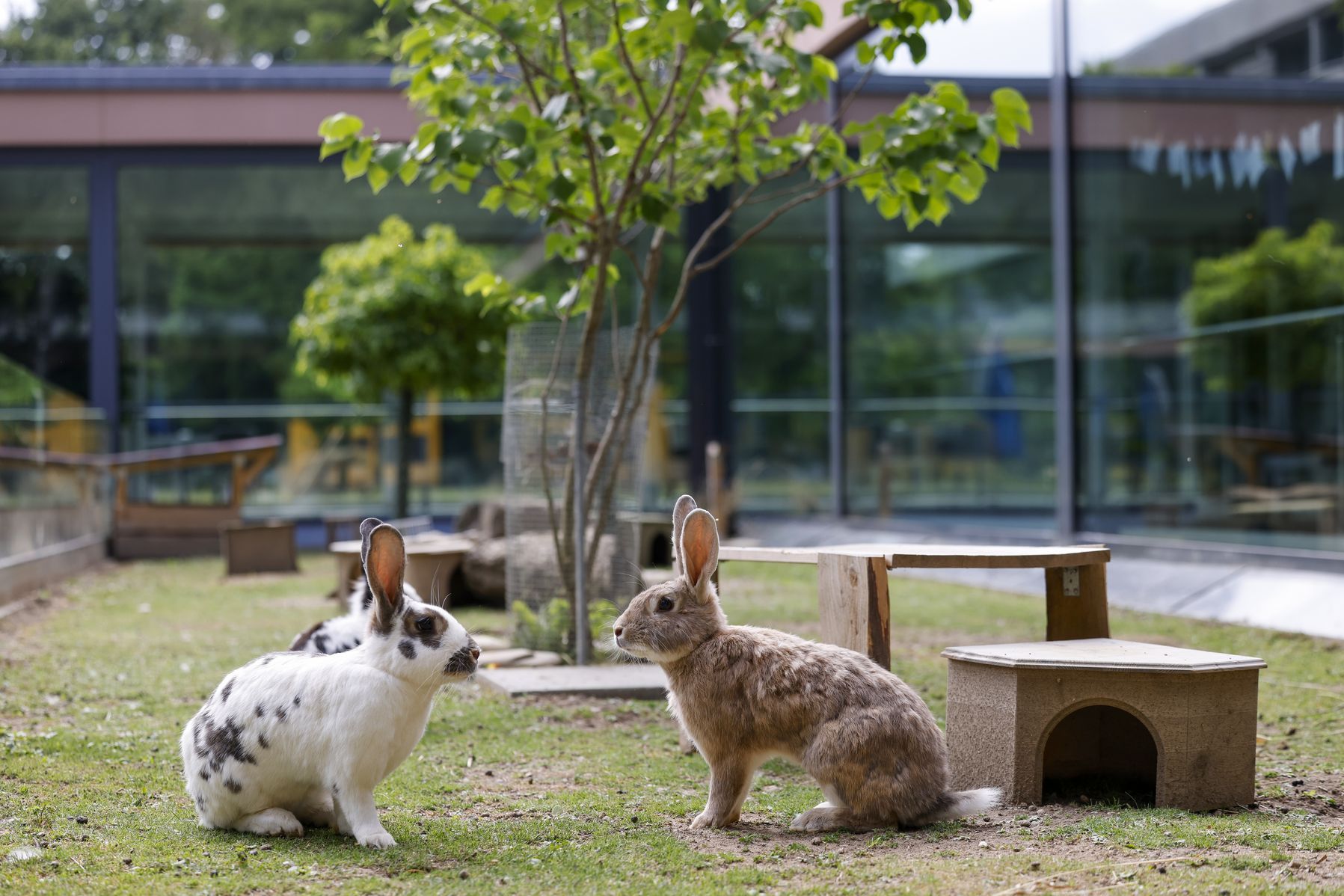 Burgerspittel im Viererfeld: Zwei Hasen