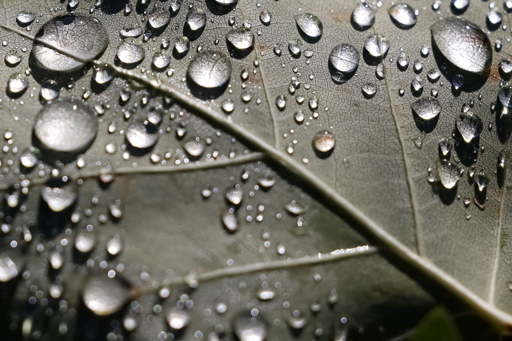 Burgerspittel im Viererfeld: Blatt mit Tautropfen